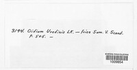 Kuehneola uredinis image